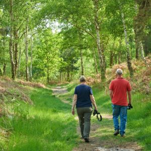 people-walking-in-woodland-dunwich-heath-suffolk-1454909